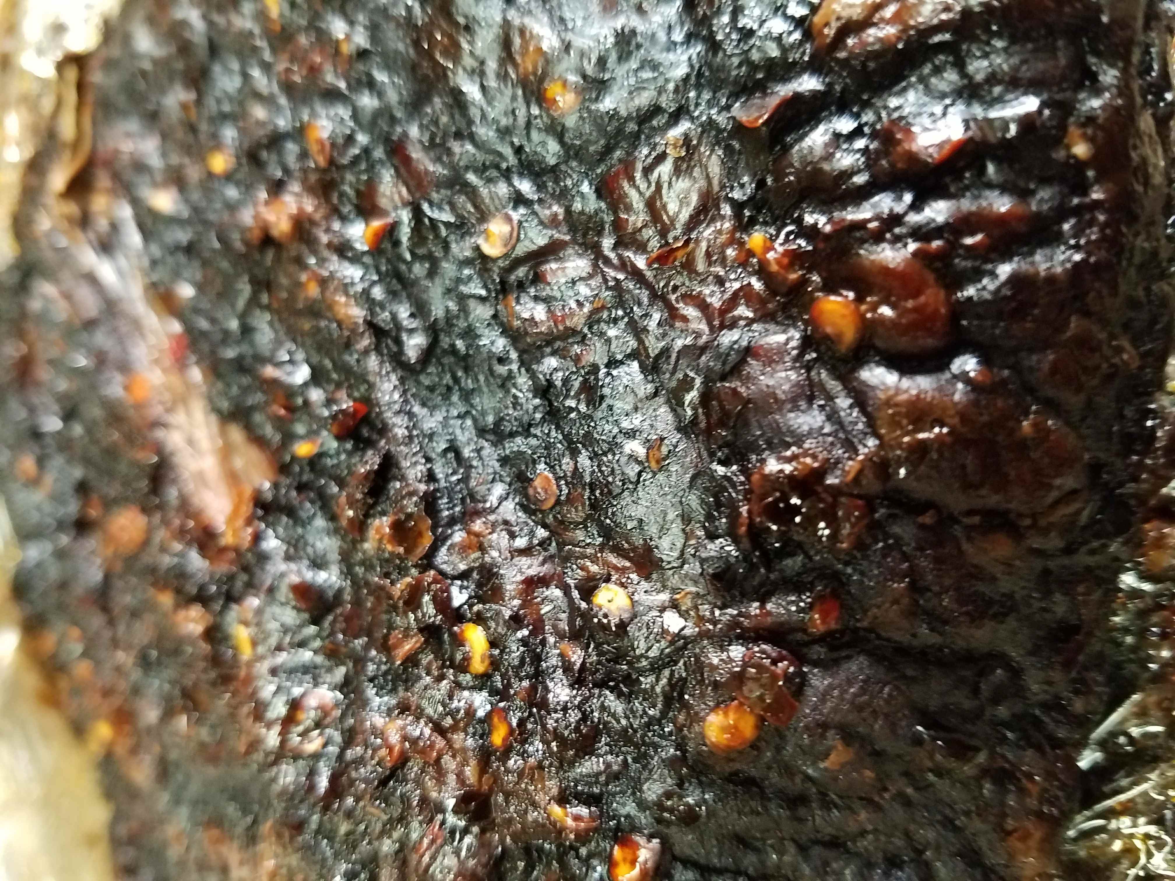 Full brisket